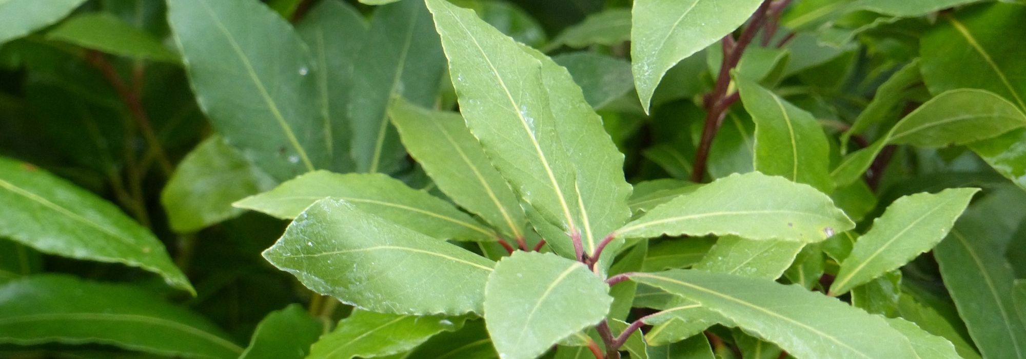 Como cultivar o loureiro no jardim?