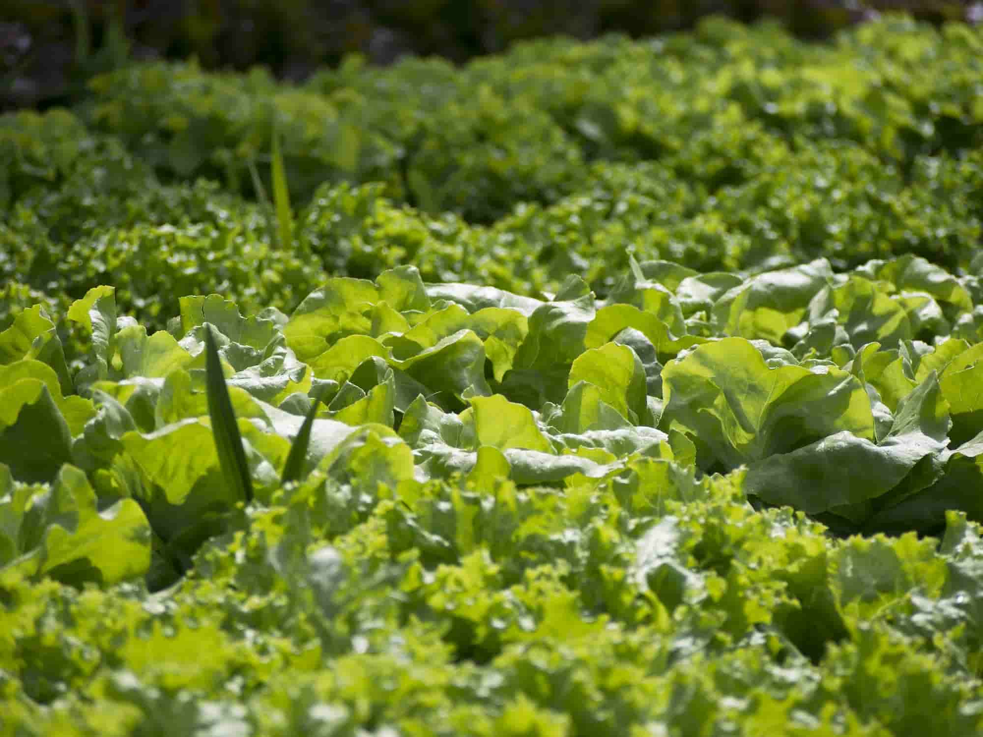 8 legumes que crescem rapidamente