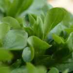 Saladas para colher no outono e no inverno