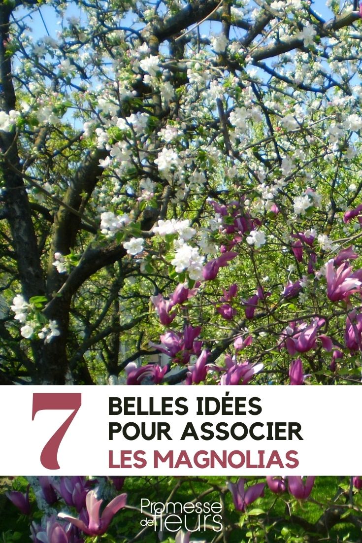 magnólia: 7 ideias de associação