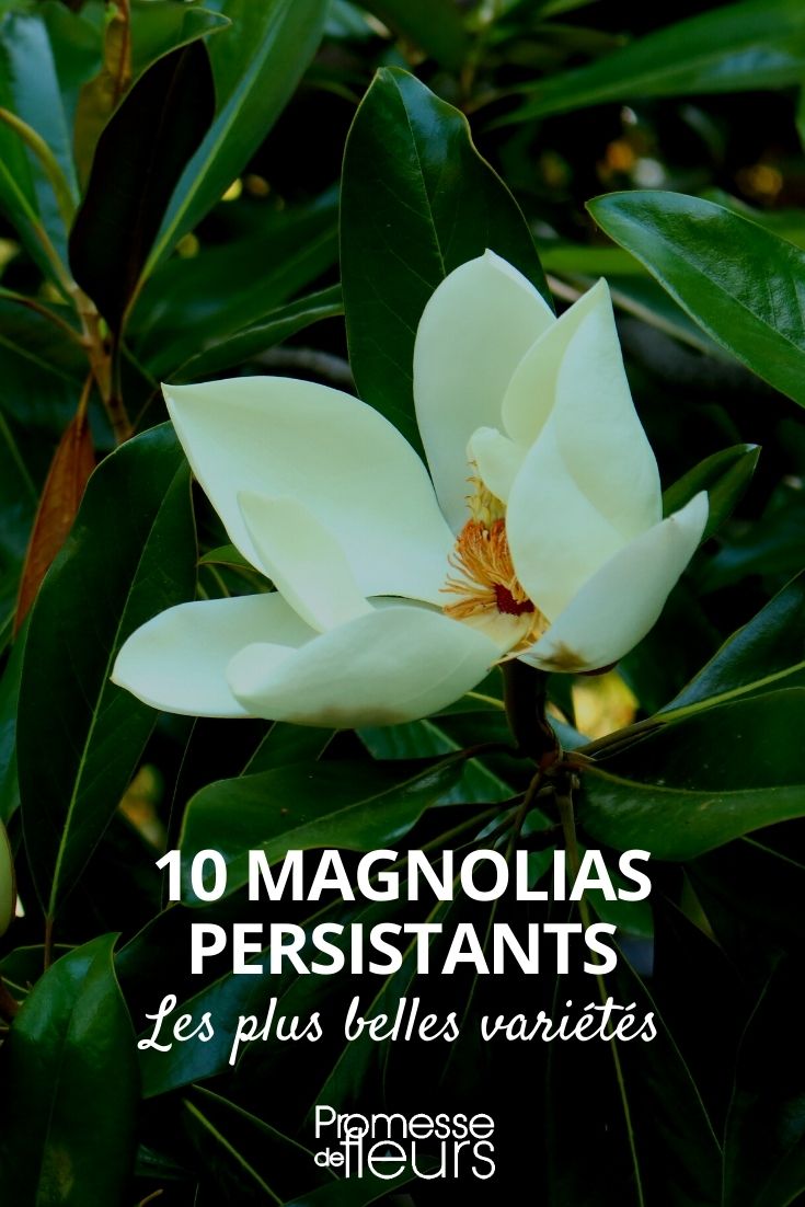 magnólia-de-folha-persistente