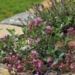 10 plantas perenes para embelezar um murete