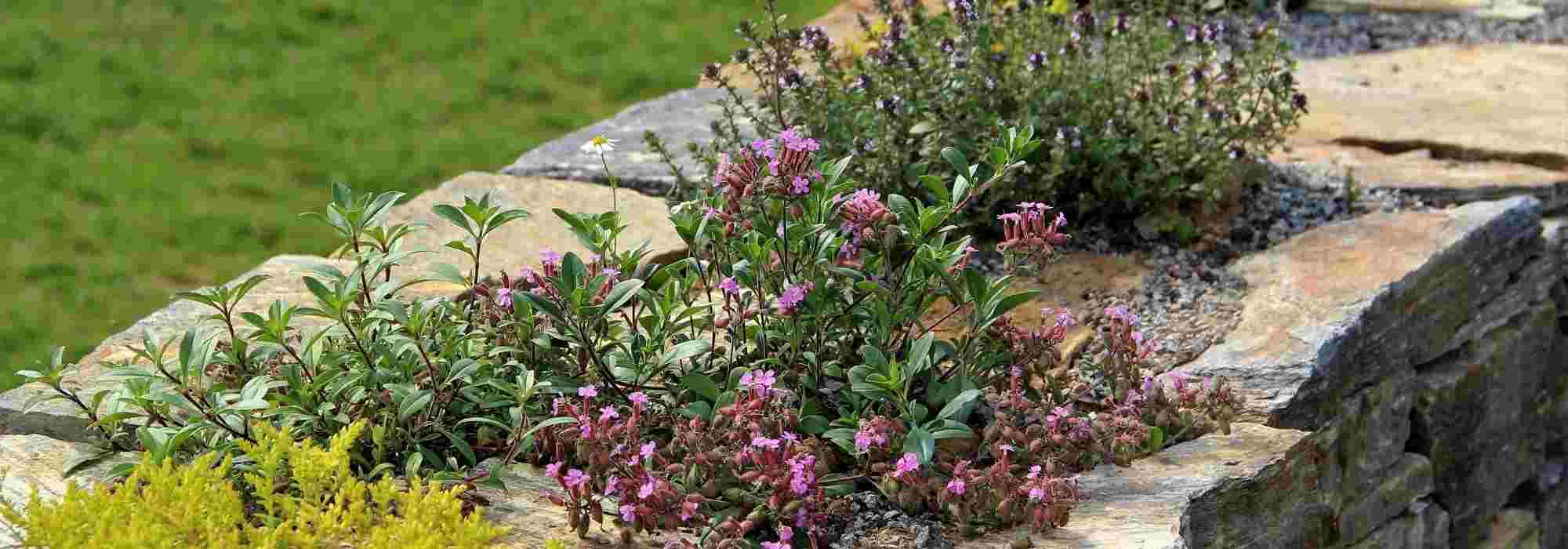 10 plantas perenes para embelezar um murete