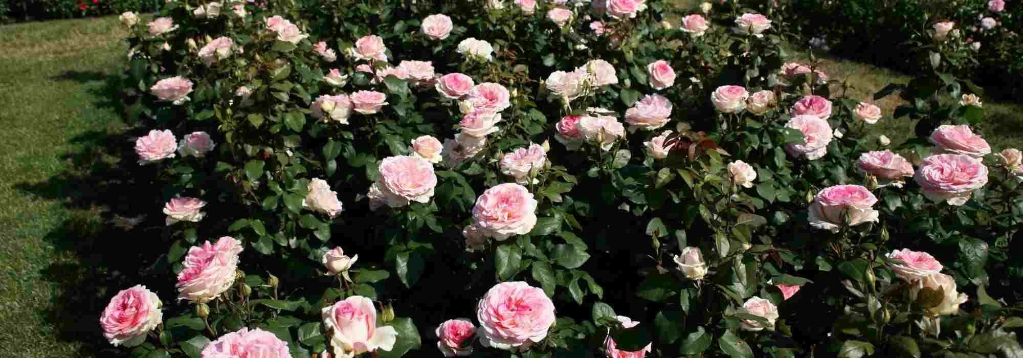 As mais belas roseiras Kordes