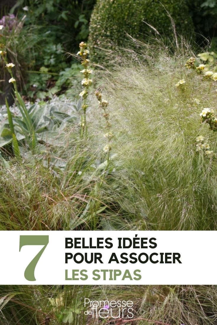 estipa: as nossas sugestões de associação