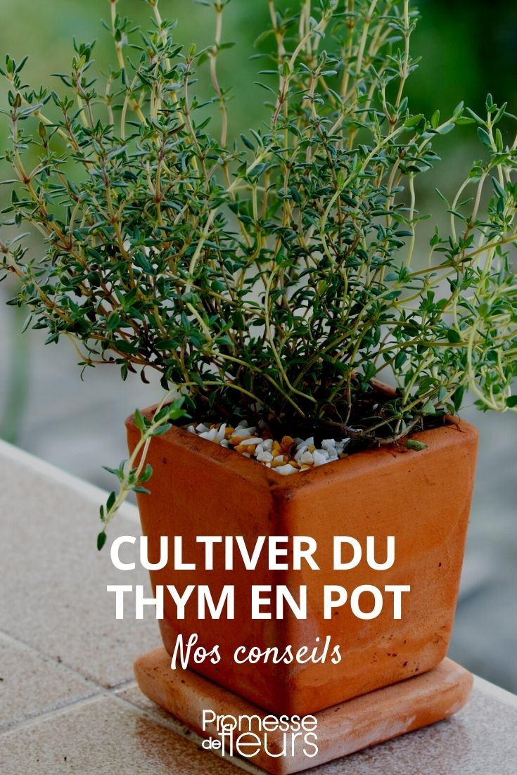 cultivar tomilho em vaso