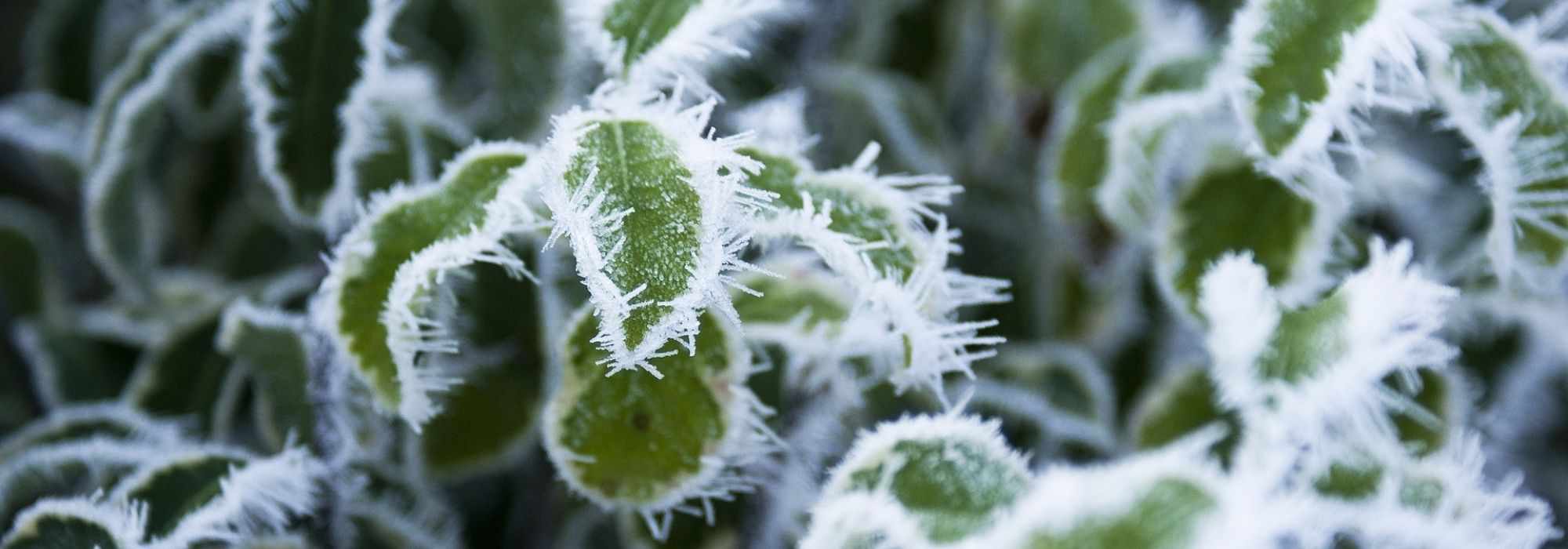 5 plantas perenes muito rústicas e insensíveis ao gelo