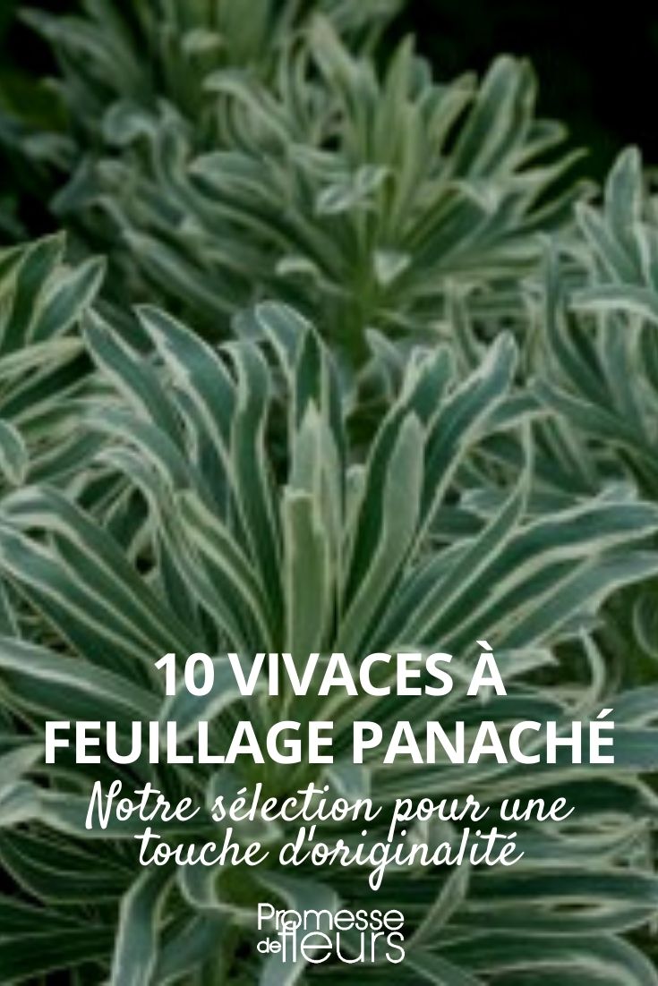 perenes de folhagem variegada