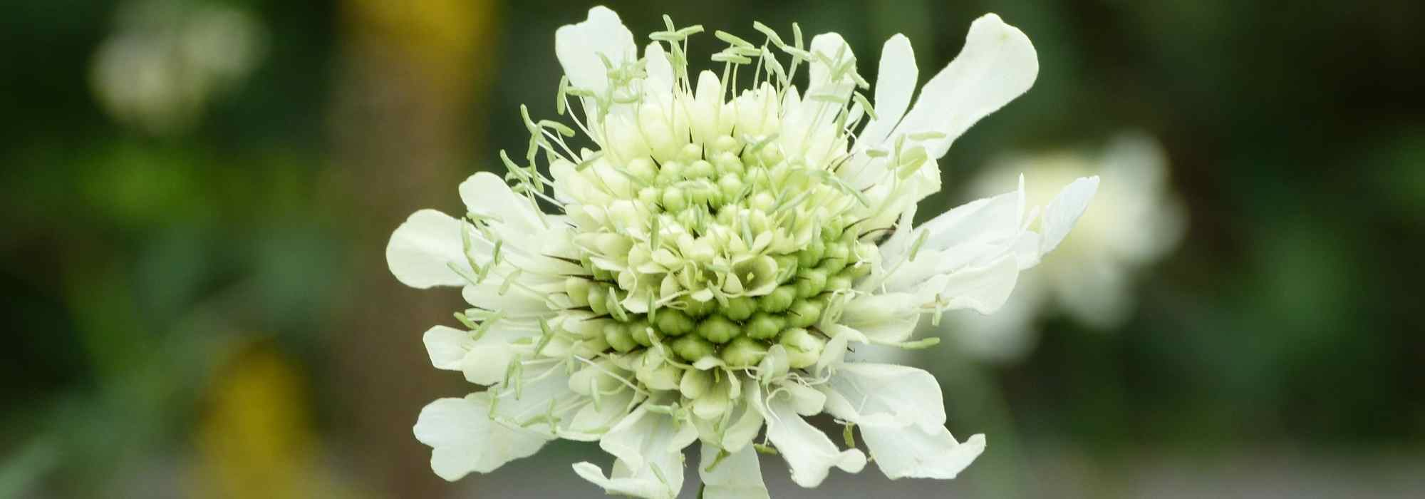 Cephalaria: plantação, cultura
