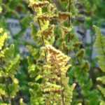 Cheilanthes: plantar, cultivar e cuidar