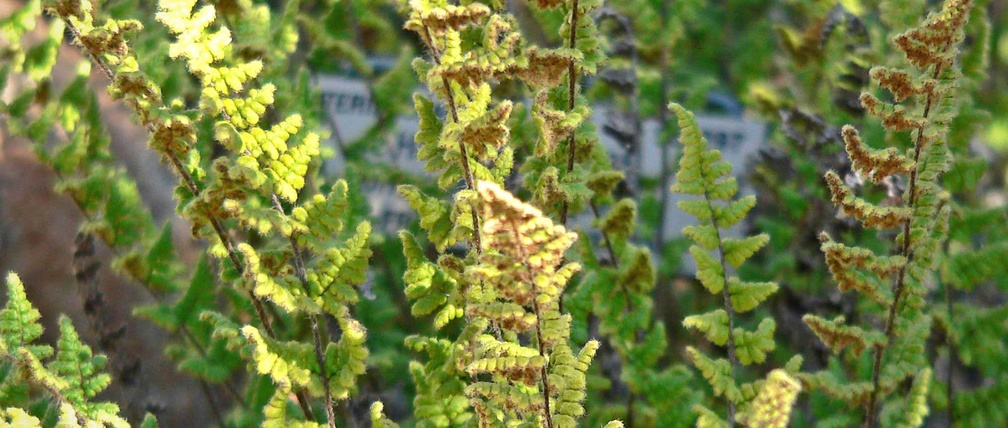 Cheilanthes: plantar, cultivar e cuidar