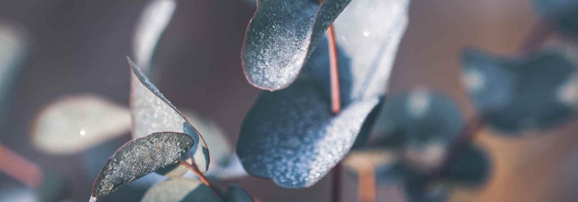 Eucalipto: como protegê-lo do frio no inverno?