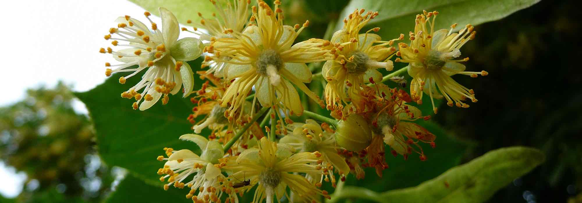 Como secar as flores da tília?