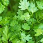 Como fazer uma floreira de plantas aromáticas para a sombra?