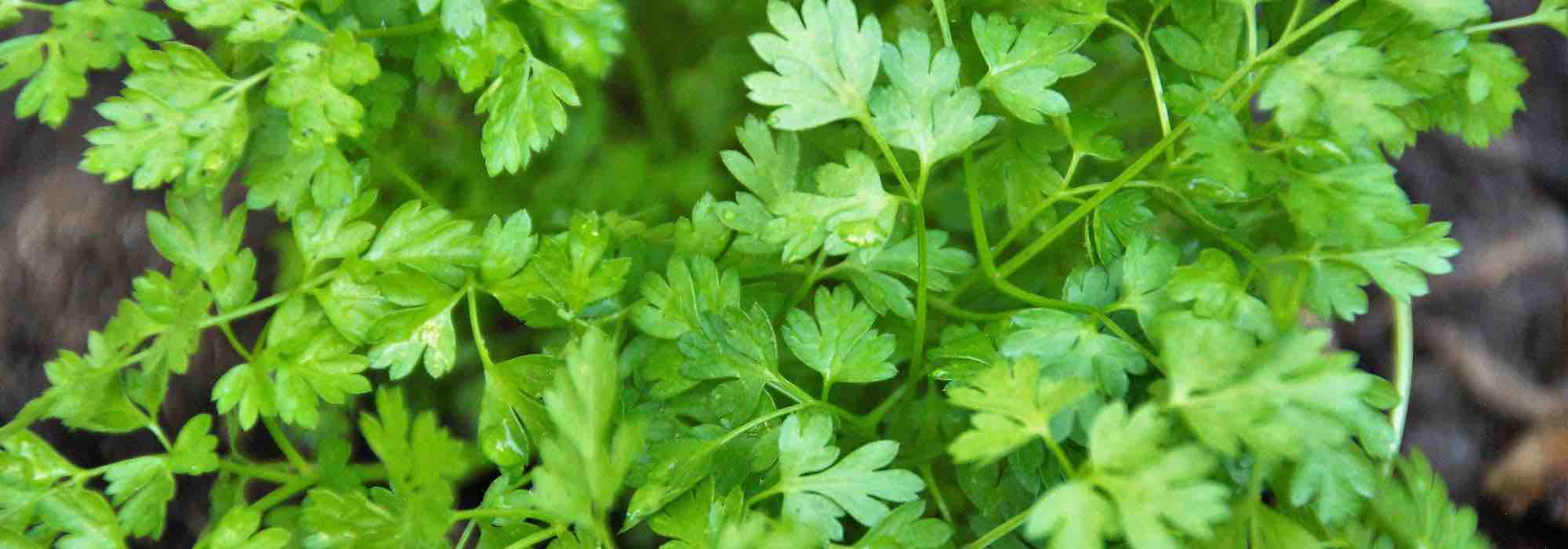 Como fazer uma floreira de plantas aromáticas para a sombra?