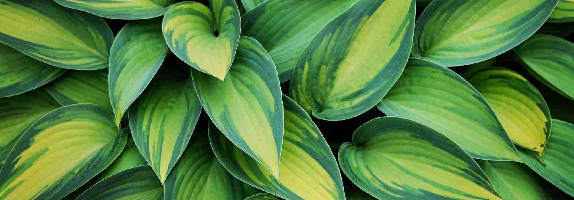 Escolher Hostas
