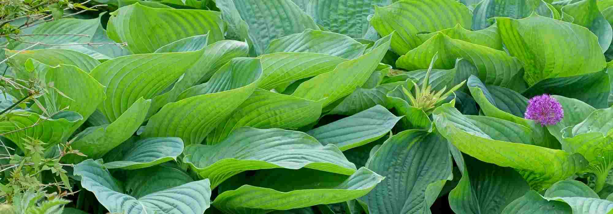 4 Hostas gigantes: as variedades mais espetaculares!