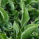 4 Hostas anãs