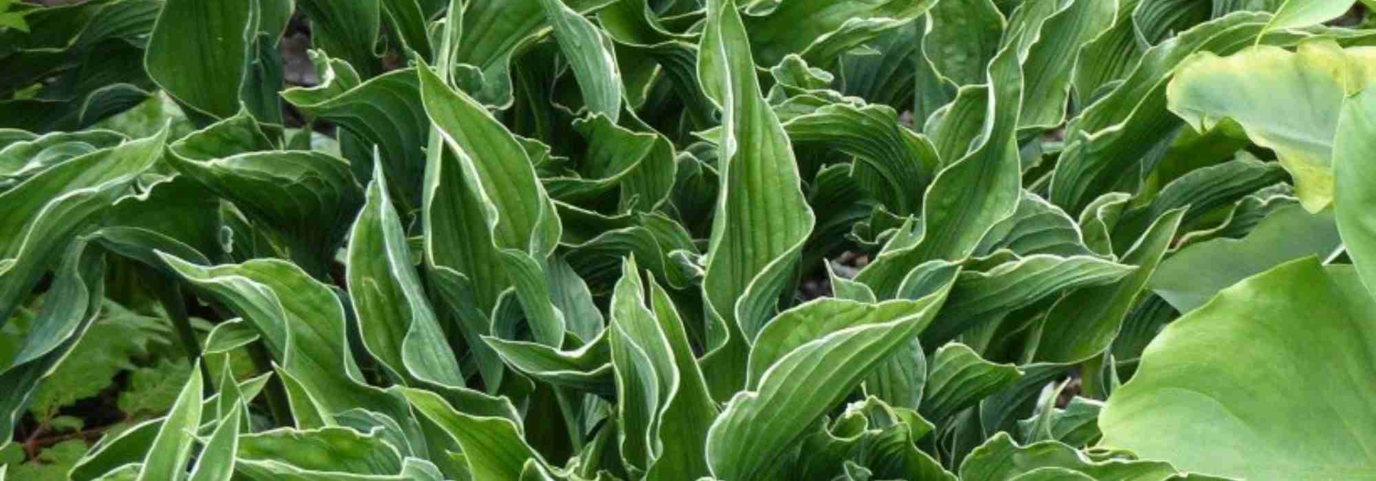 4 Hostas anãs