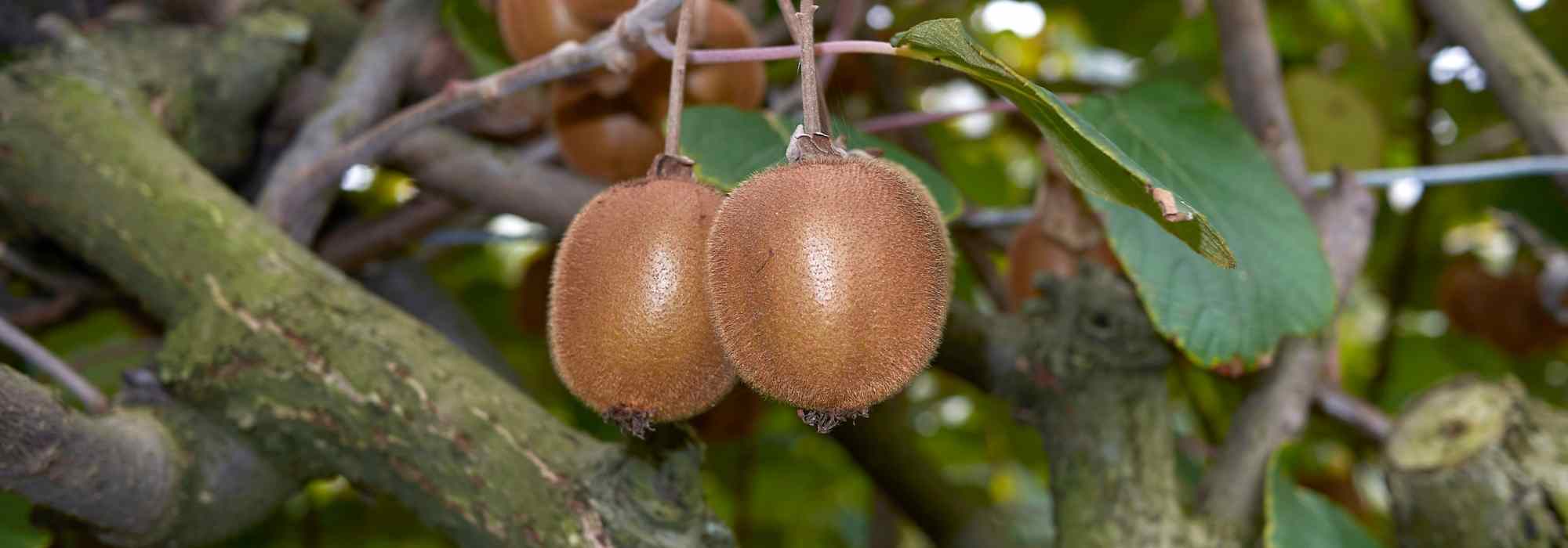 Kiwi-amarelo macho e kiwi-amarelo fêmea: como distingui-los?