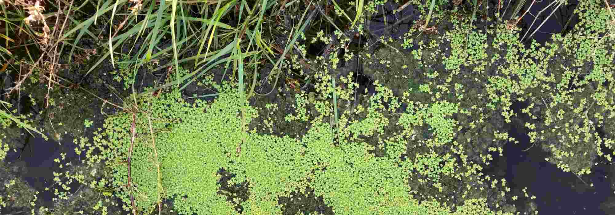 Combater as algas verdes e filamentosas no lago de jardim