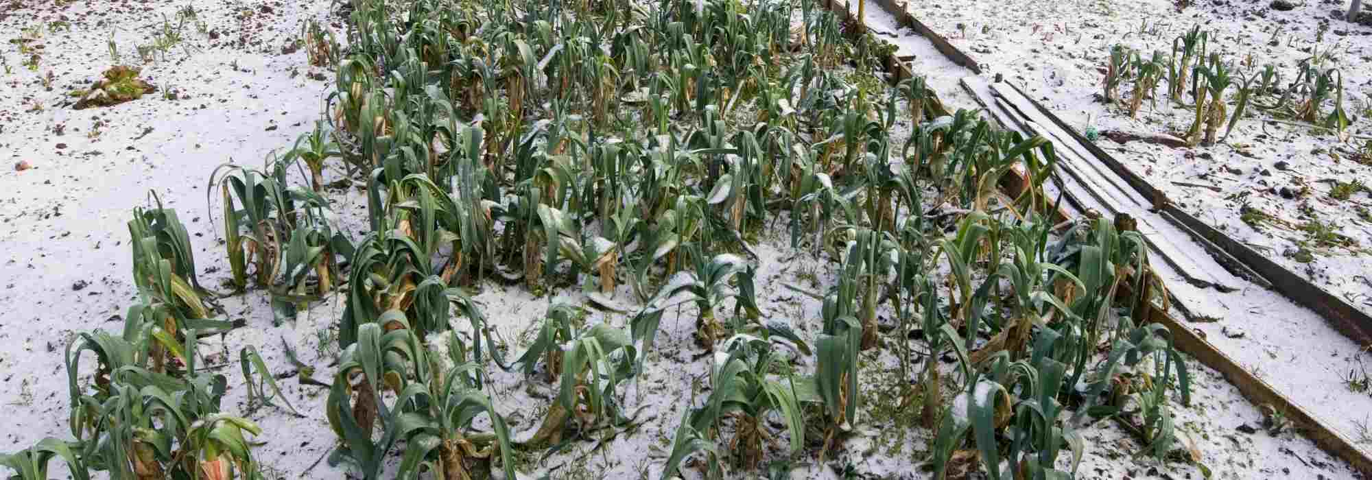 Cultivar uma horta em clima continental