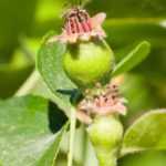 A poda em verde das árvores de fruto