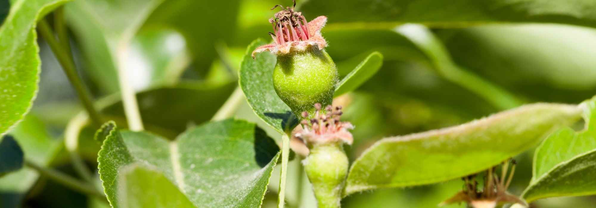 A poda em verde das árvores de fruto