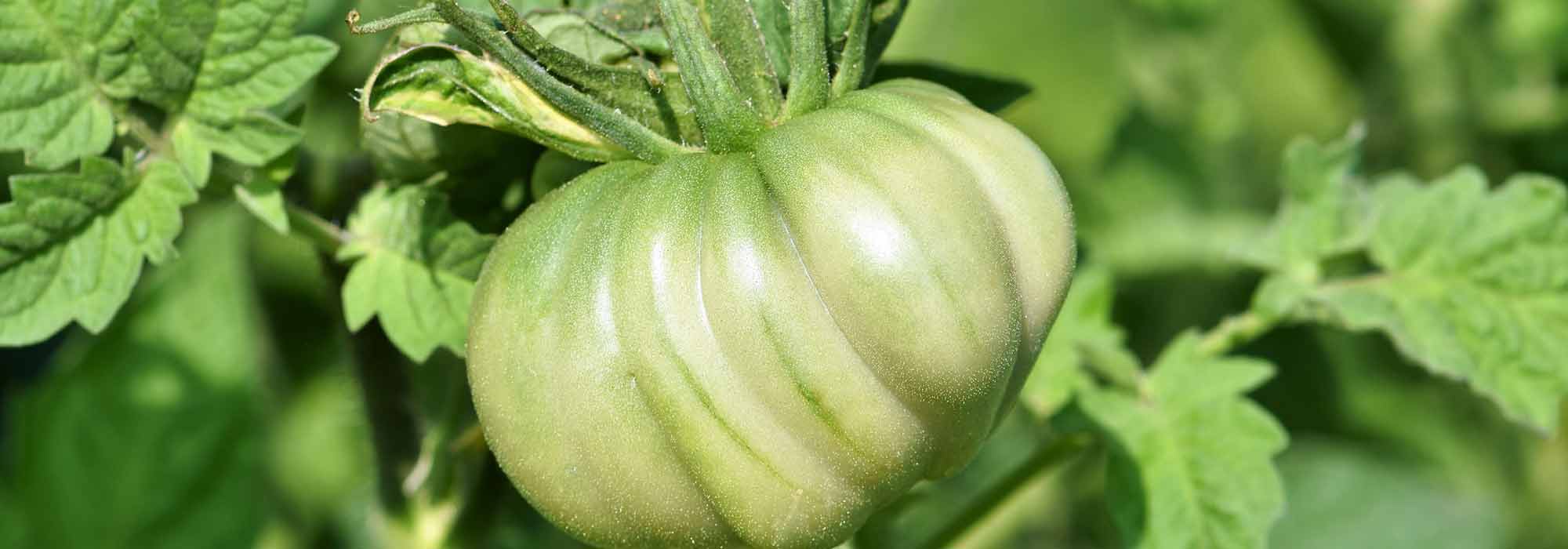 7 tomates tardias