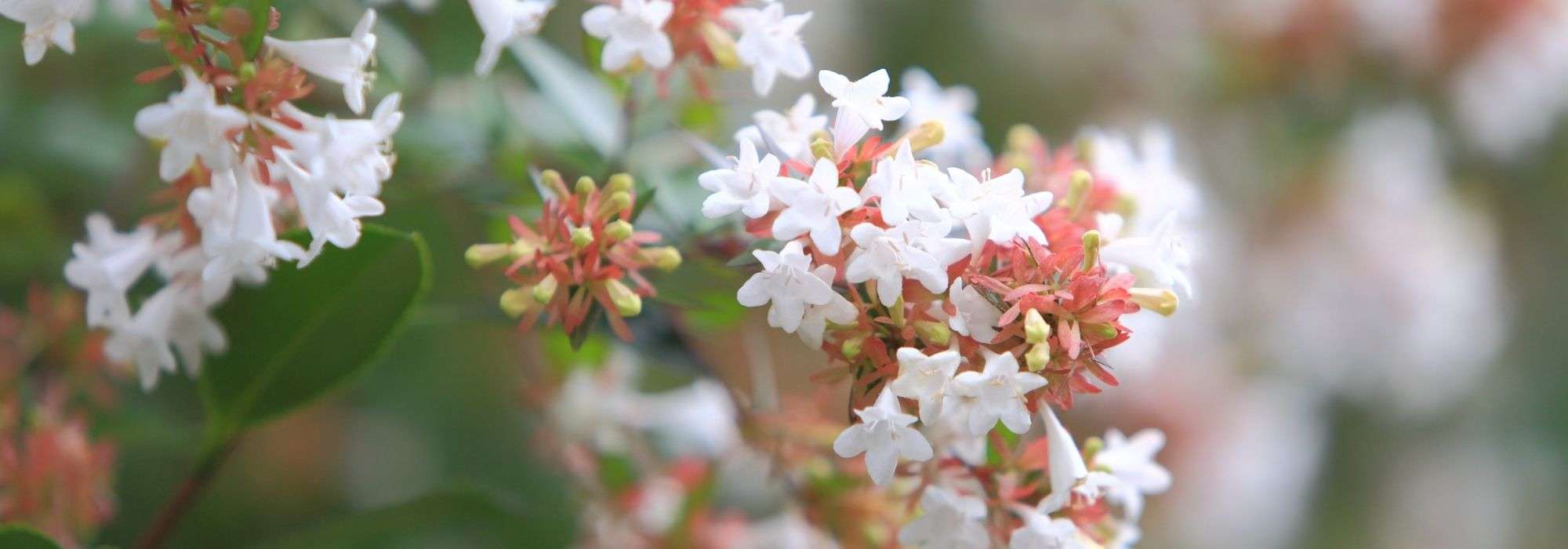 Cultivar uma abélia em vaso