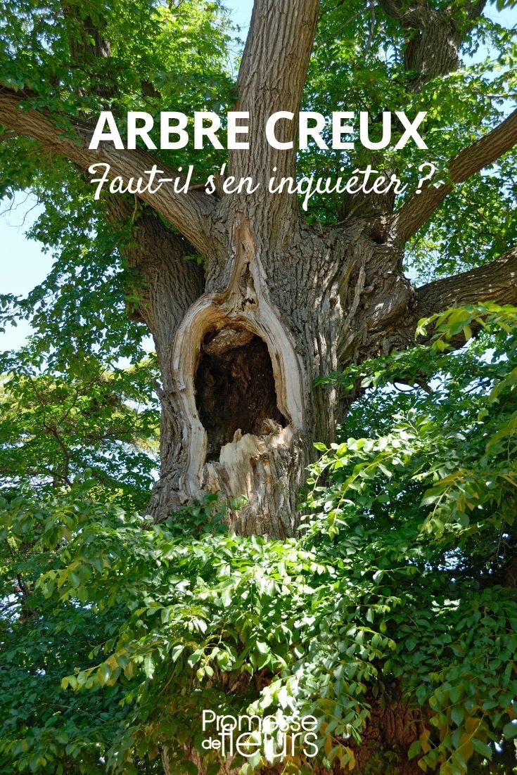 árvore oca