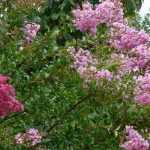 6 arbustos com floração no final do verão