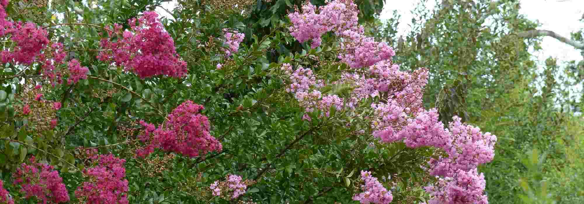 6 arbustos com floração no final do verão