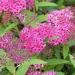 5 arbustos com floração no início do verão
