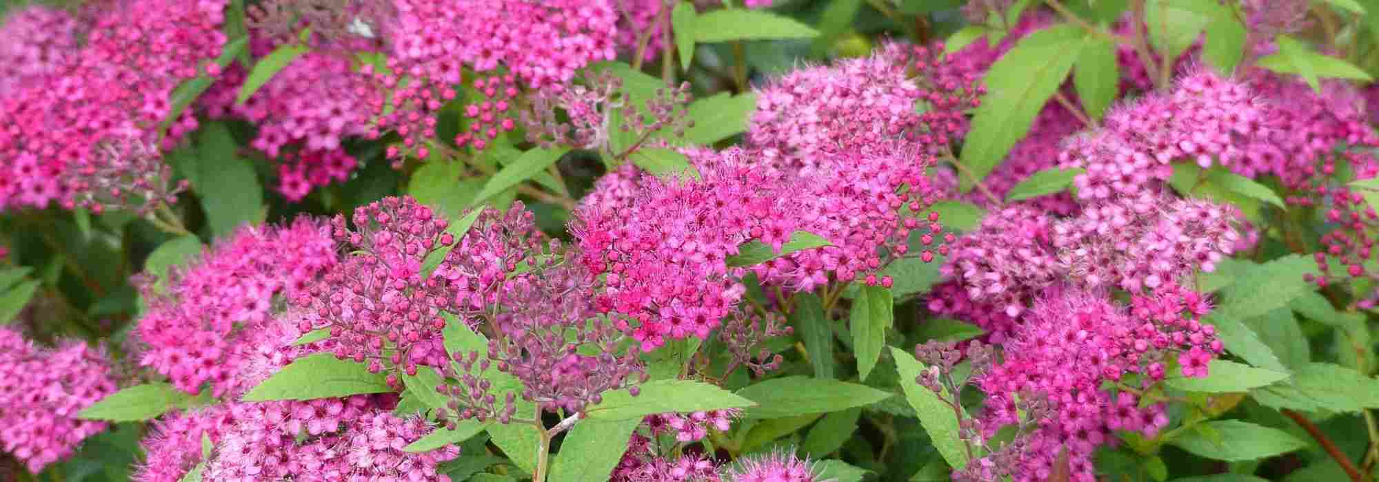 5 arbustos com floração no início do verão
