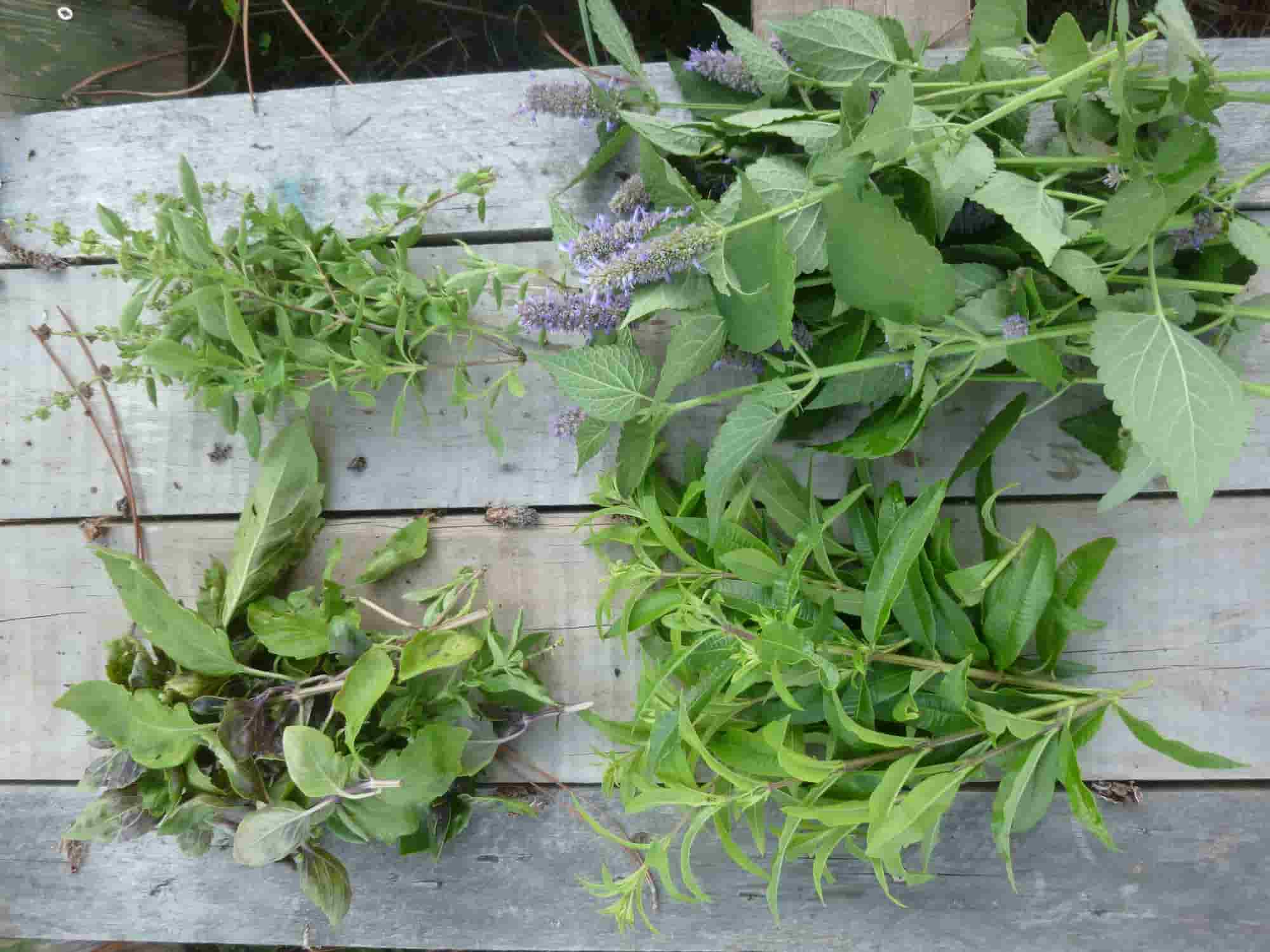 Como fazer um mosaico de aromáticas?