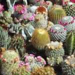 Fazer estacas de cactos e orelhas-de-porco