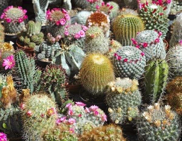 Fazer estacas de cactos e orelhas-de-porco
