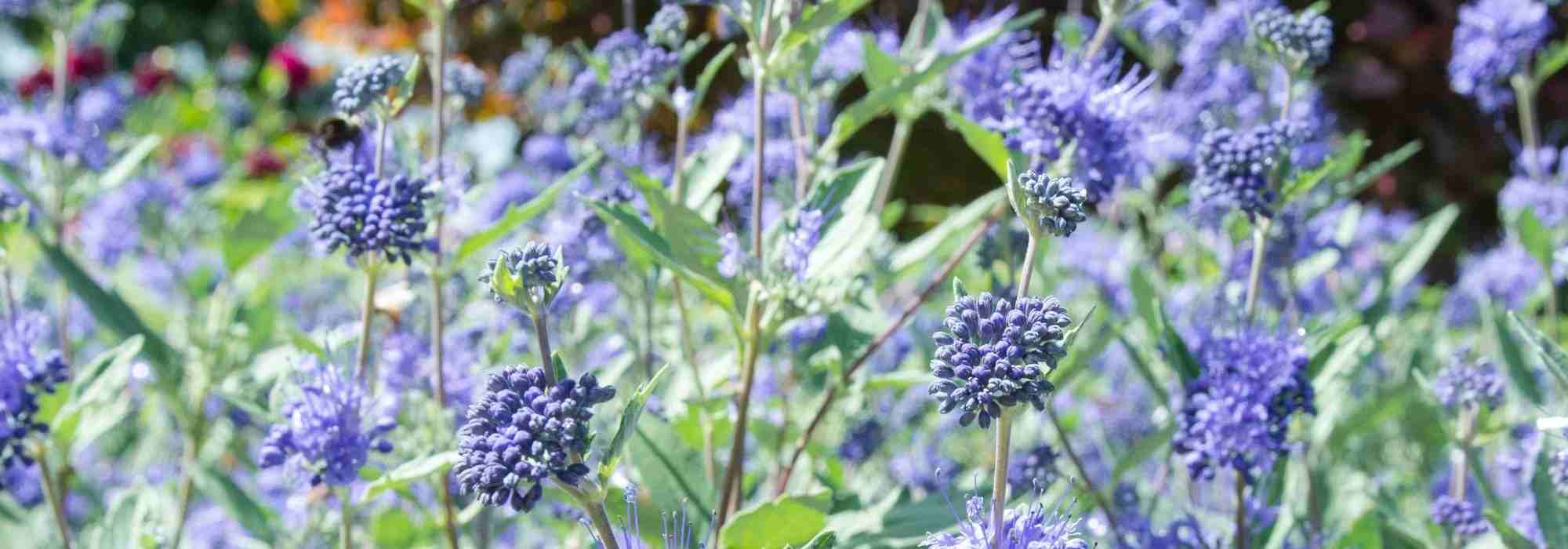 7 ideias para associar a Caryopteris