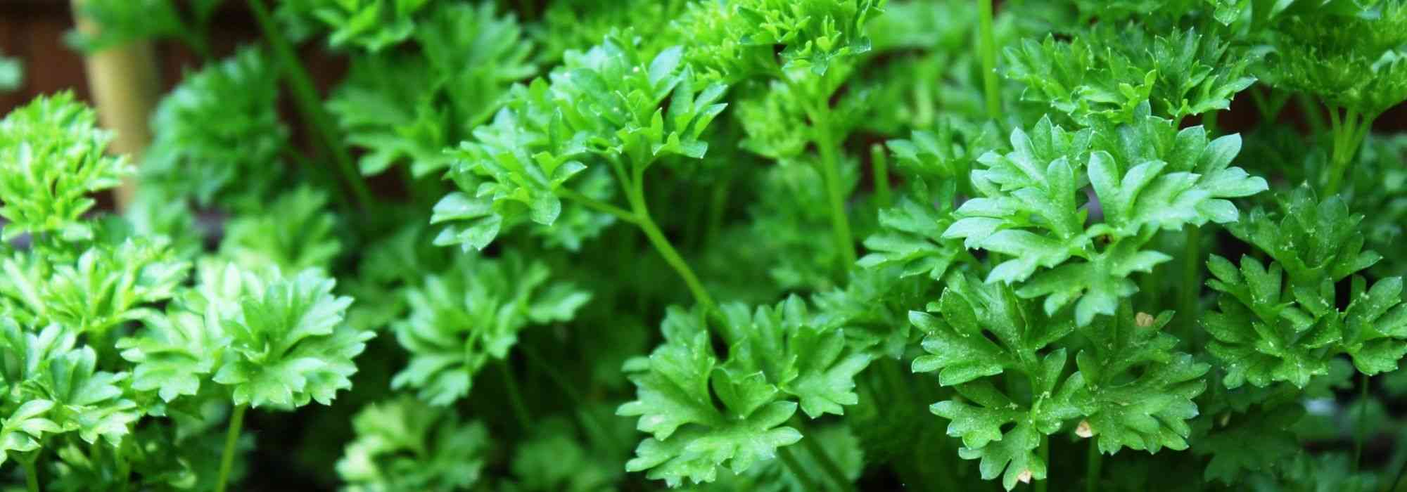 Cultivar salsa em vaso