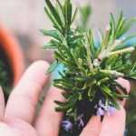 Cultivar alecrim em vaso