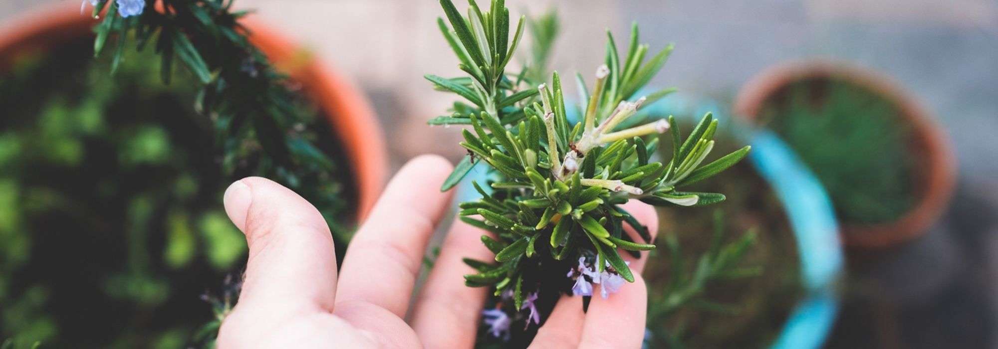 Cultivar alecrim em vaso