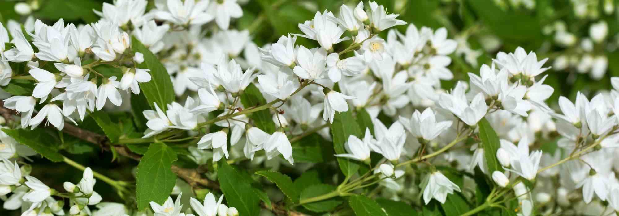 Deutzia: 5 ideias de associação