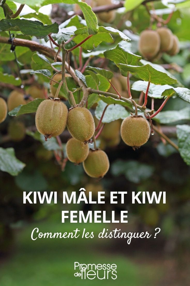 Distinguir kiwi-amarelo macho e fêmea