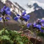 9 plantas perenes para criar uma rocha alpina