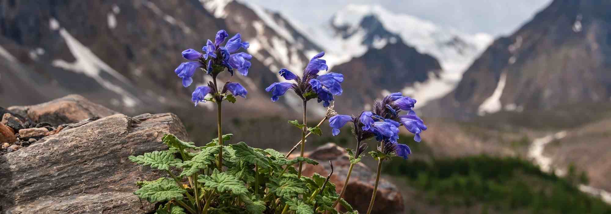 9 plantas perenes para criar uma rocha alpina