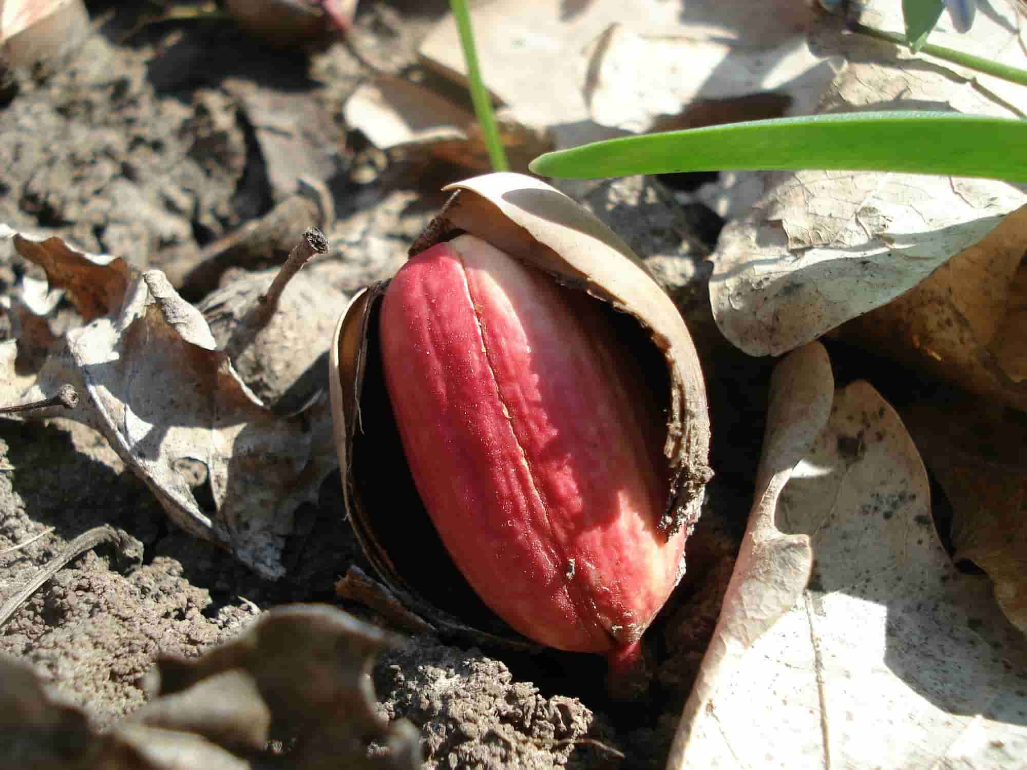 10 árvores fáceis de semear