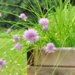 Como fazer uma floreira de plantas aromáticas para o sol?