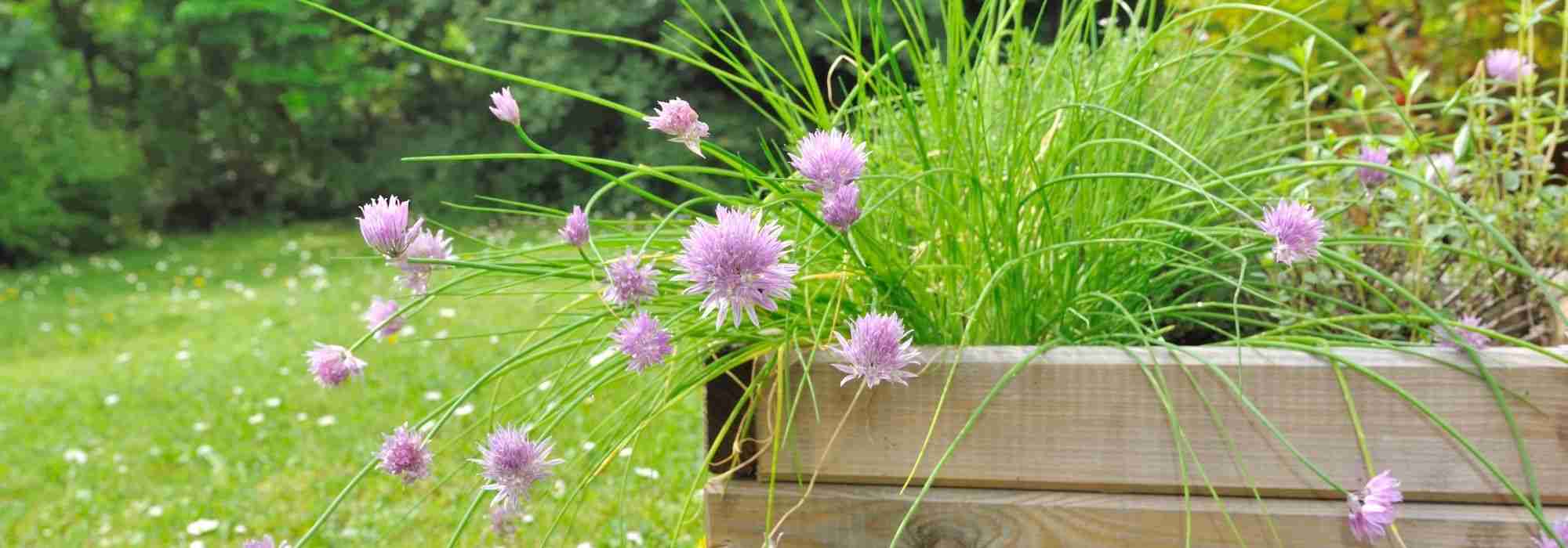 Como fazer uma floreira de plantas aromáticas para o sol?