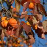 Os frutos adstringentes